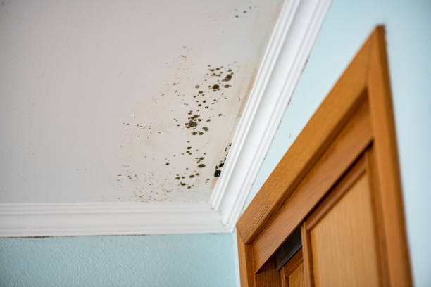 Best Professional Mold Removal  in Turner, OR