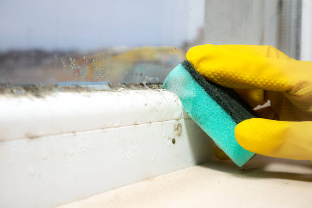 Best Fast Mold Removal  in Turner, OR