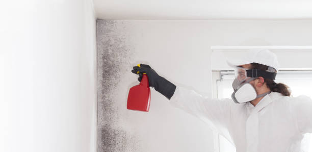 Best Emergency Mold Removal  in Turner, OR
