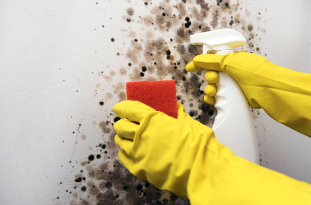 Best Fast Mold Removal  in Turner, OR