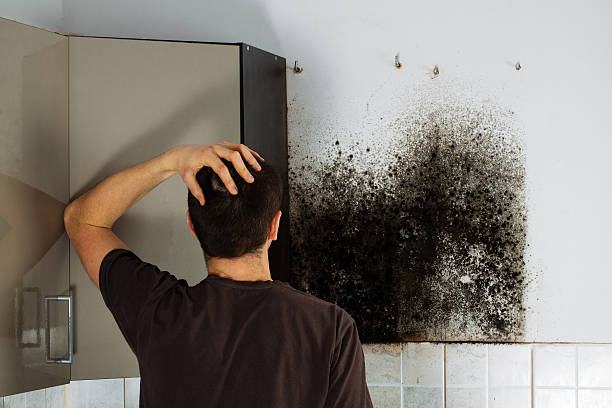 Best Toxic Mold Removal  in Turner, OR
