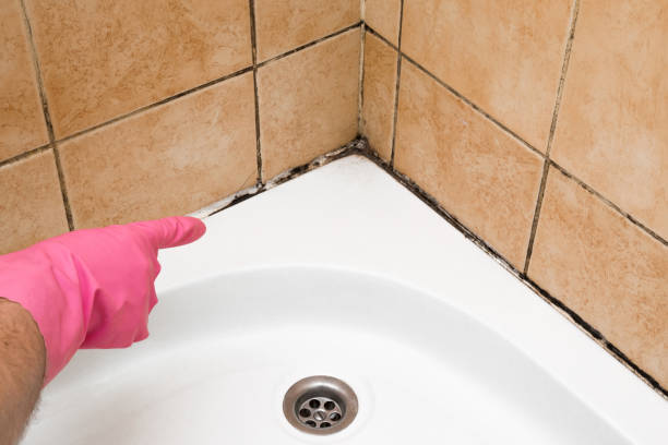 Best Crawl Space Mold Removal  in Turner, OR